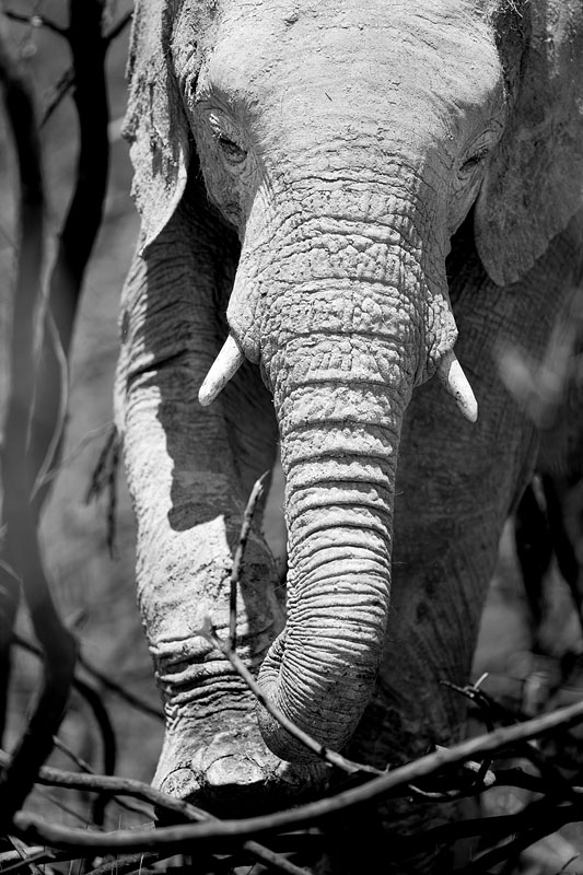 elefant071009-11.jpg