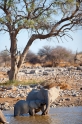 elefant051009-23
