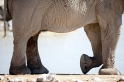 elefant051009-28