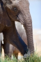 elefant051009-3