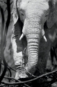 elefant071009-11