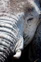 elefant071009-16