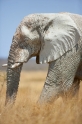 elefant071009-17
