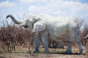 elefant071009-5