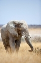 elefant071009-8