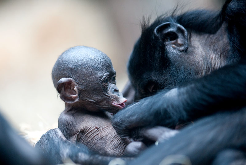 bonobo221213-1.jpg