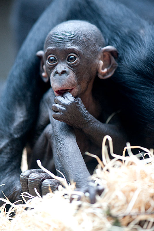 bonobo221213-13.jpg