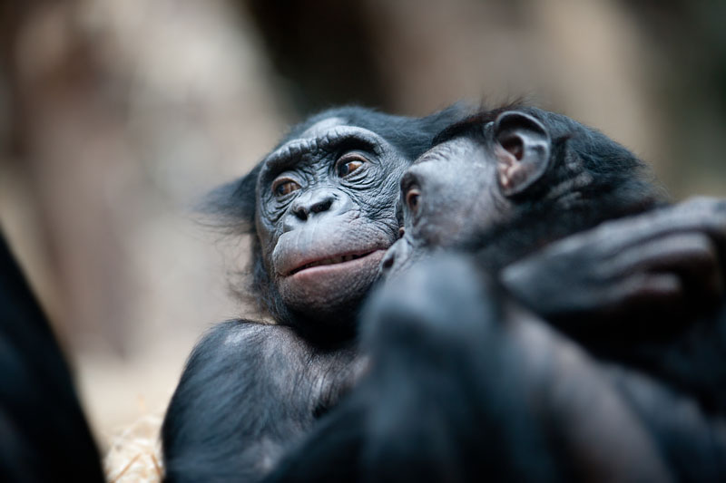 bonobo221213-2.jpg