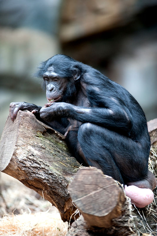 bonobo221213-3.jpg