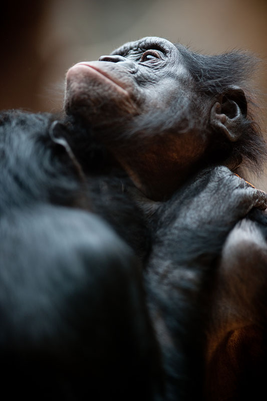 bonobo221213-9.jpg