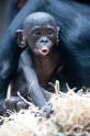 bonobo221213-11