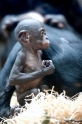 bonobo221213-16