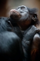bonobo221213-9