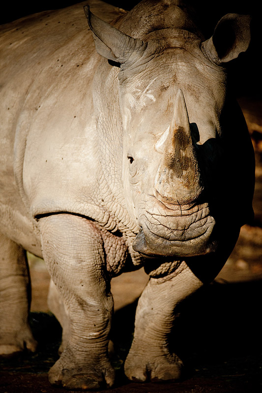 nashorn020917-4.jpg