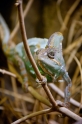 chamaeleon071114-1