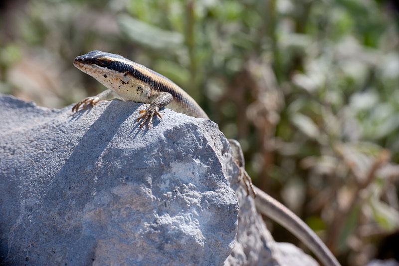 gecko081009-2.jpg