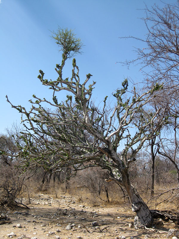 etosha051009-7.jpg