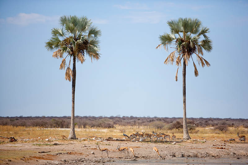 etosha091009-3.jpg