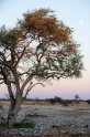 etosha061009-2