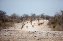 etosha091009-2