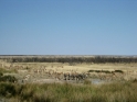 etosha091009-4