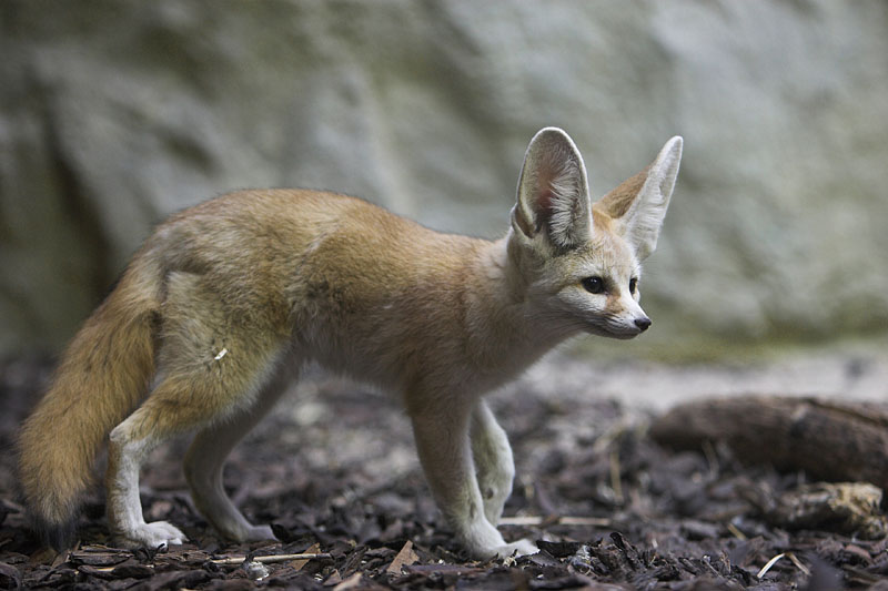 fennek271206-1.jpg
