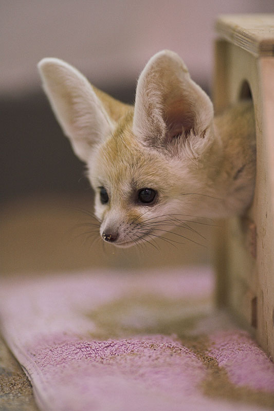fennek300906-6.jpg