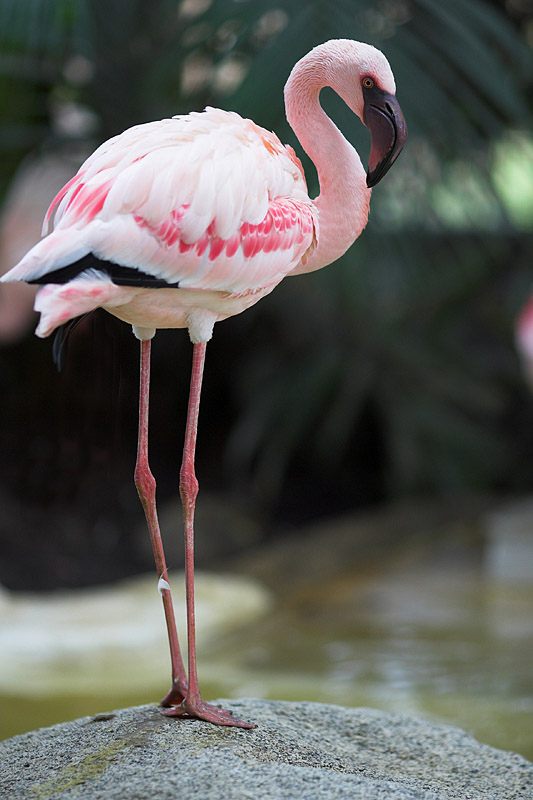 flamingo.jpg