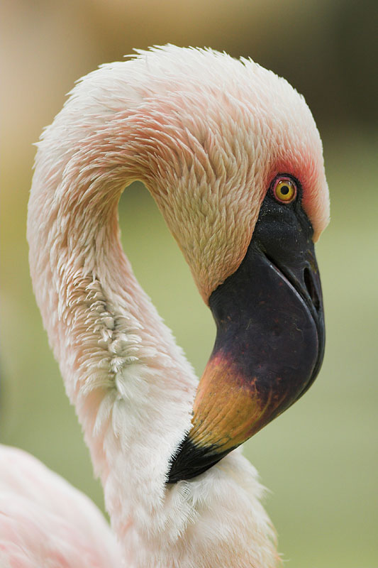 flamingo071206-1.jpg