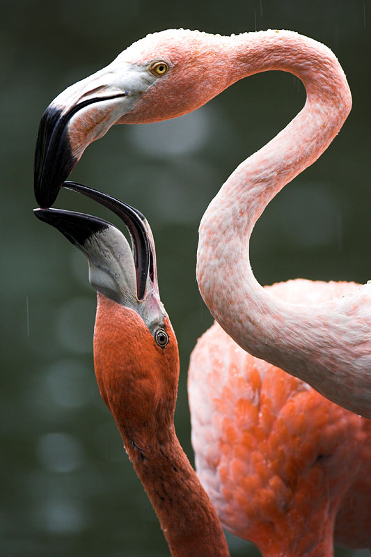 flamingo160808-2.jpg
