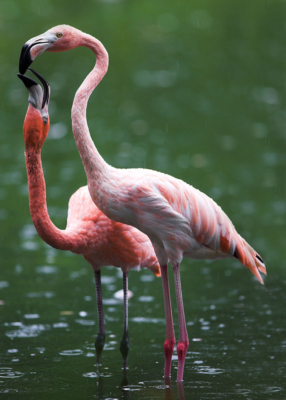flamingo160808-5.jpg