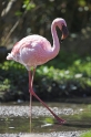 flamingo060407-2