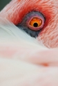 flamingo261208-7