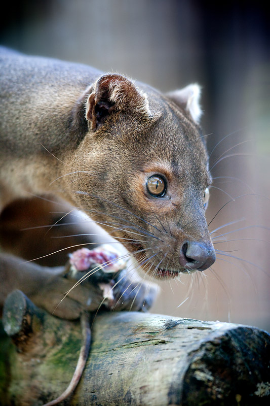 fossa241014-9.jpg