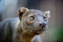 fossa241014-4