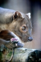 fossa241014-9