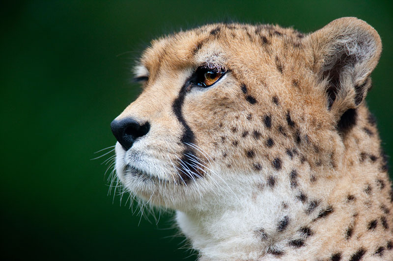 gepard071114-1.jpg