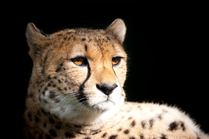 gepard071114-11.jpg