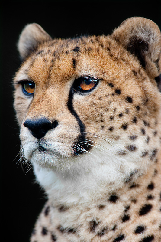 gepard071114-2.jpg