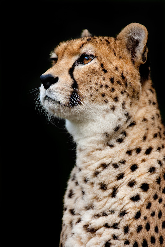 gepard071114-3.jpg