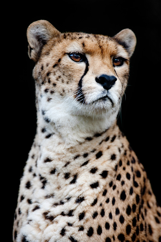 gepard071114-4.jpg