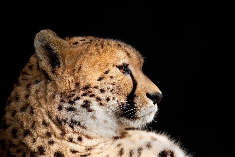 gepard071114-5.jpg