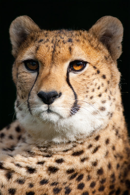 gepard071114-9.jpg
