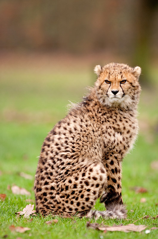 gepard171215-9.jpg