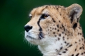 gepard071114-1