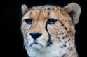 gepard071114-10