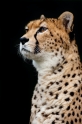 gepard071114-3