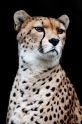 gepard071114-4