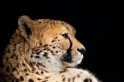 gepard071114-5