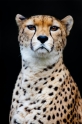 gepard071114-6